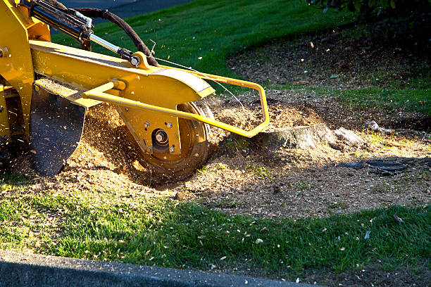 How Our Tree Care Process Works  in  Luxemburg, WI