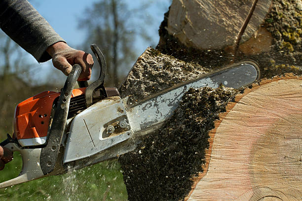 Professional Tree Removal in Luxemburg, WI